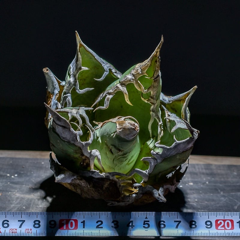 ぱっつぁん！】アガベ オアハカオテロイ コヨーテさん株タグ付き