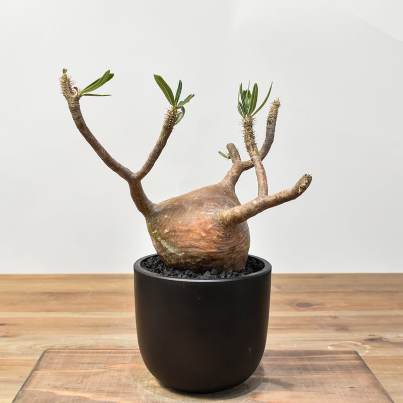 パキポディウム グラキリス 【発根済み】RFKN25010869 | RAFLUM