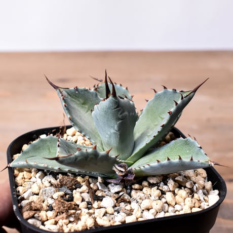 アガベ ハイブリット （パラサナ、イシスメンシス）× 曙光【台湾botanical_seeker産】C RF25011563