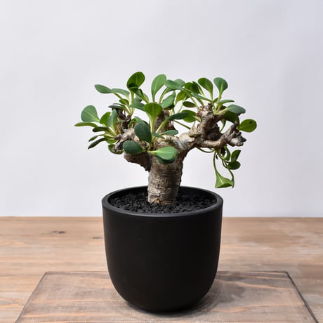 大株ユーフォルビアムランジーナ☆ギラウミニアナトゥレアレンシスエツ