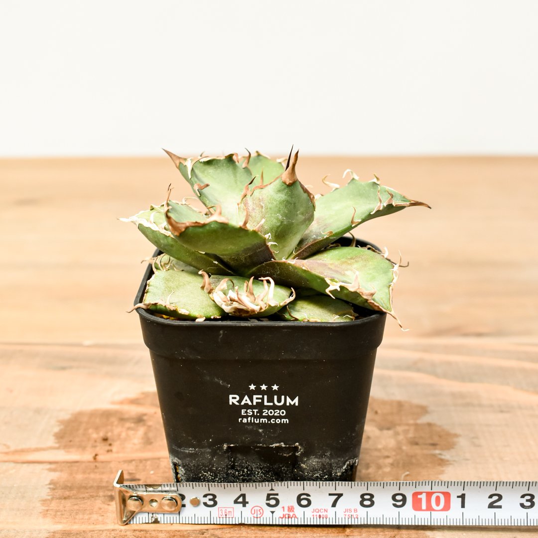 アガベ チタノタ シーザー 