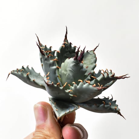 アガベ ハイブリット 特白肌怒雷神×象牙妖炎（陽炎エボリ）【台湾botanical_seeker産/選抜株】RF25011586