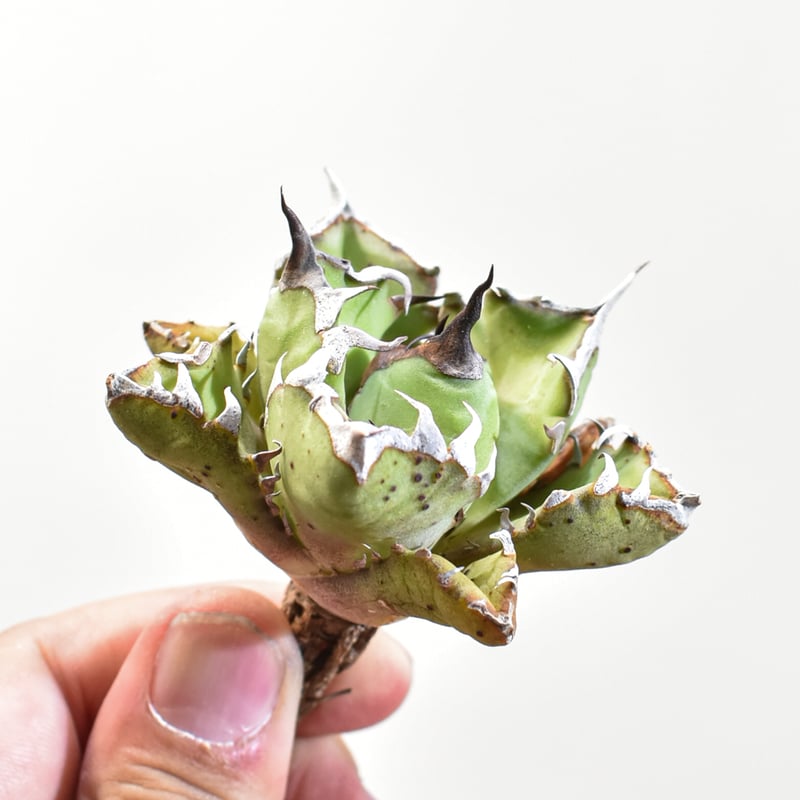 アガベチタノタ海王（ヴァンベールventvert購入）親株 【公式通販】