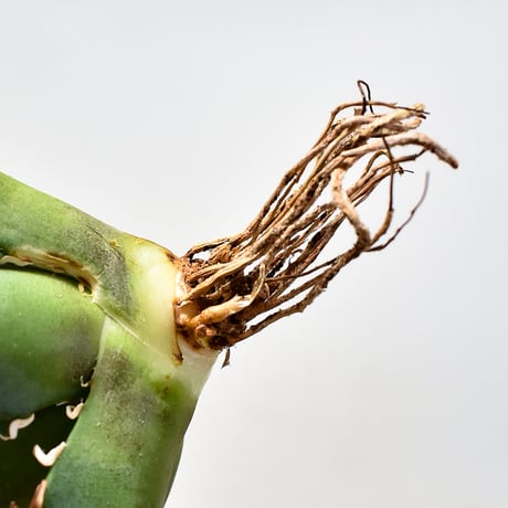 アガベ チタノタ シーザー / 凱撒 【台湾 dragon agave産/TC子株/抜き苗】DG2400094
