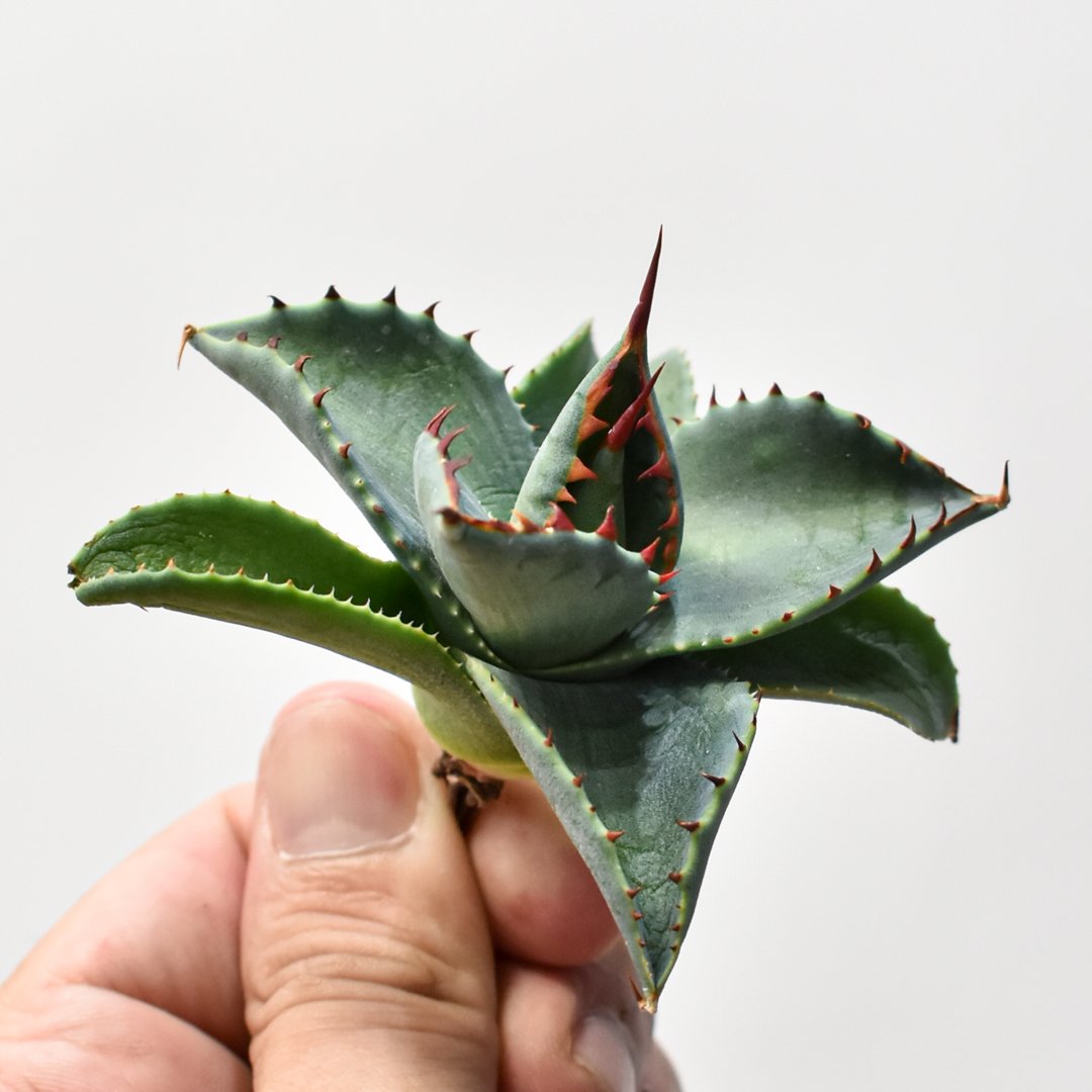 アガベ ハイブリット 曙光 ×（パラサナ、イシスメンシス）【台湾