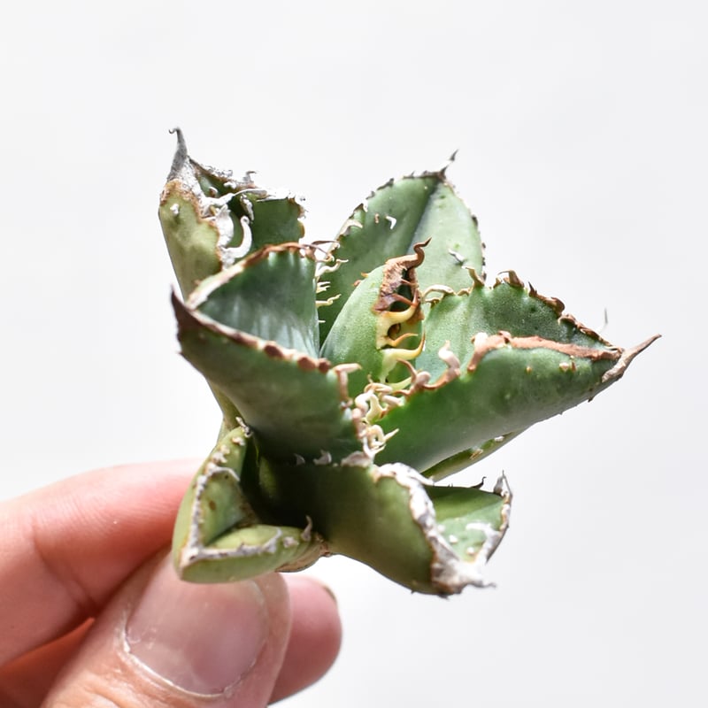 アガベ チタノタ 