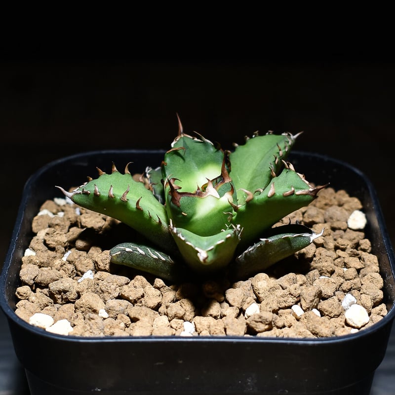 アガベ チタノタ　子株詰め合わせ 送料無料]アガベ：チタノタ 子株セット（赤猫、白鯨、ブルー