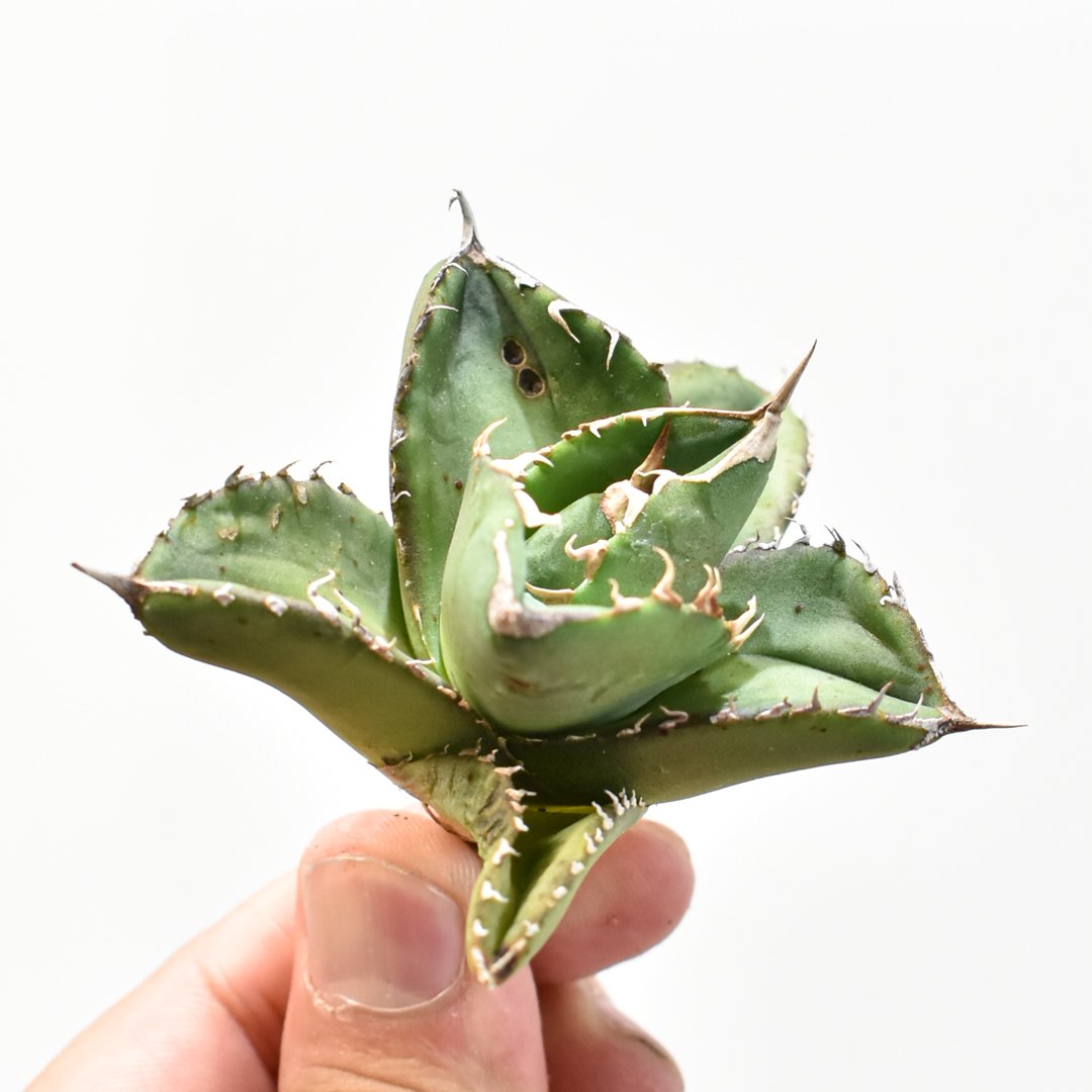 アガベ チタノタ 