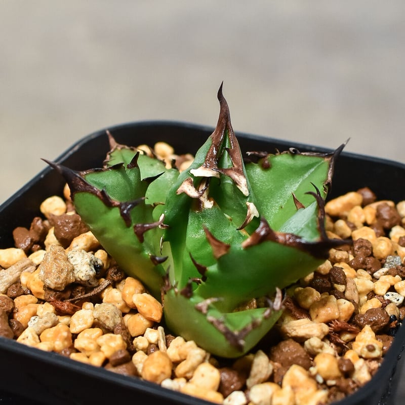 アガベ　チタノタ　fo076ドワーフ　子株 アガベ チタノタ fo076ドワーフ 子株 ivory w.a系 アガベ