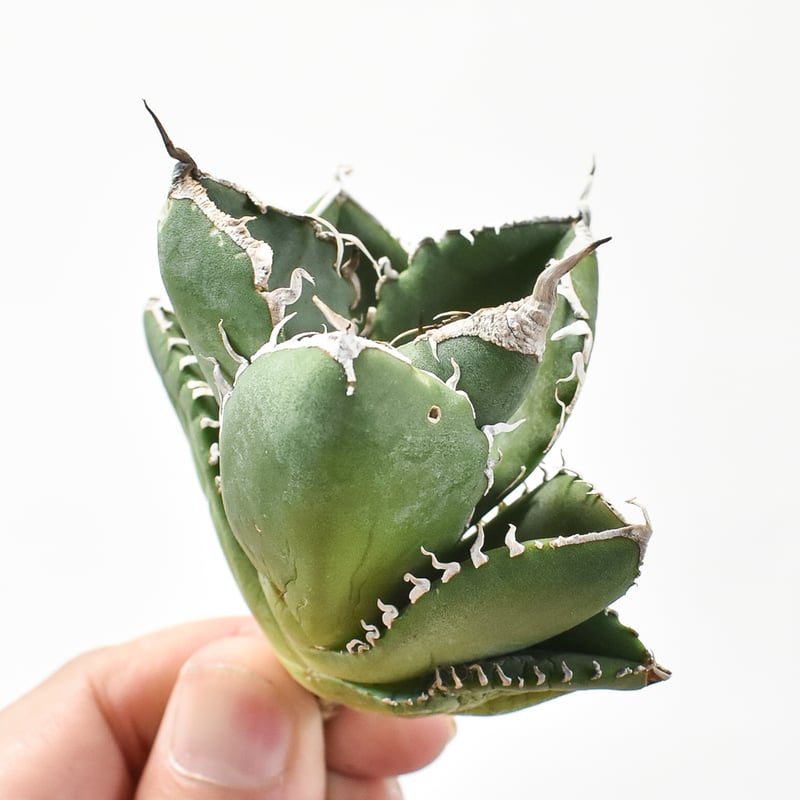 アガベ チタノタ 南アフリカダイヤモンド 