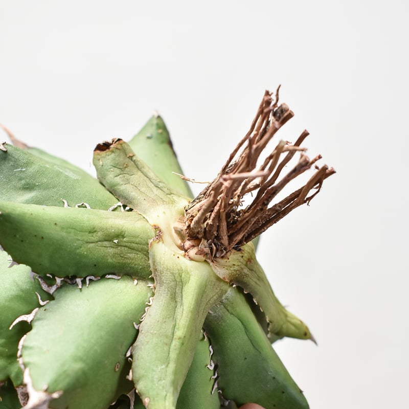 アガベ チタノタ チーター 