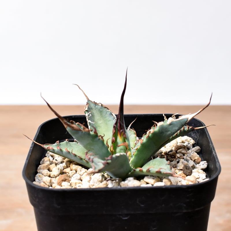 ユタエンシス エボリスピナ×ブラックアンドブルー【カリフォルニア産