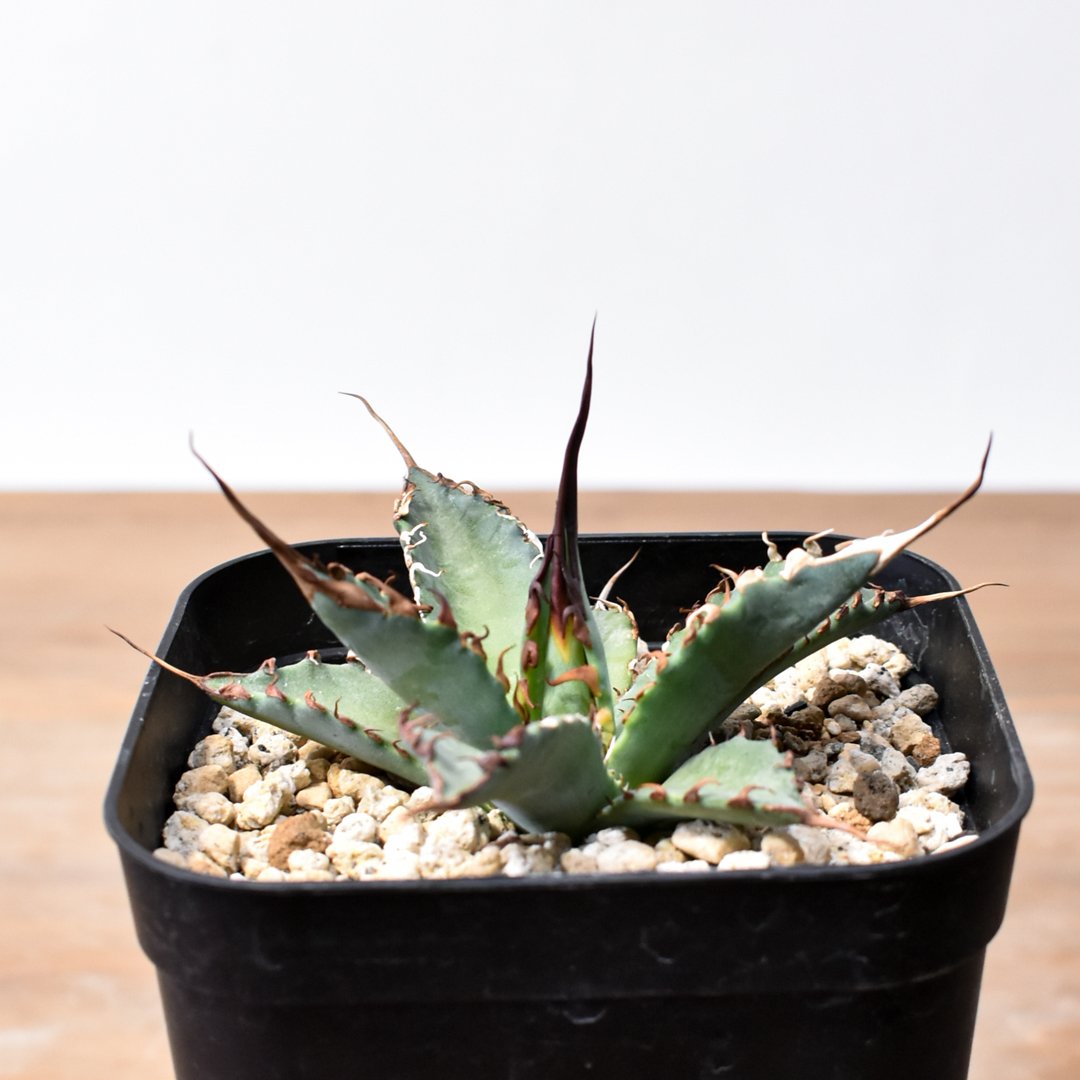 ユタエンシス エボリスピナ×ブラックアンドブルー【カリフォルニア産