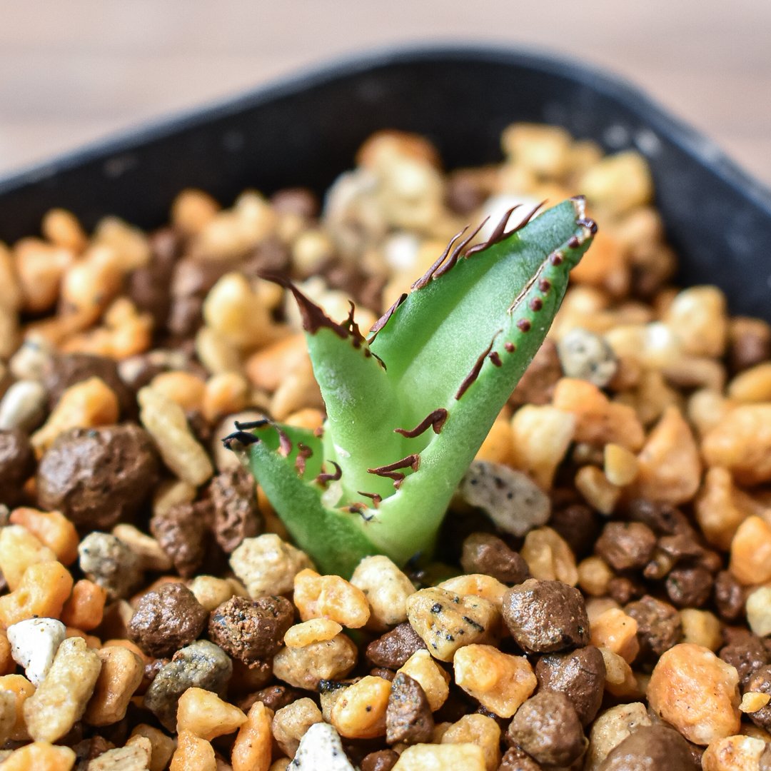 アガベ チタノタ 魚刺/赤鬼2 子株付き 大株 台湾産 ベアルート ② 野火