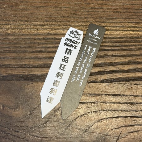 アガベ 精品ホリダ "精品狂刺霍利達"【台湾 dragon agave産/中株/抜き苗】E