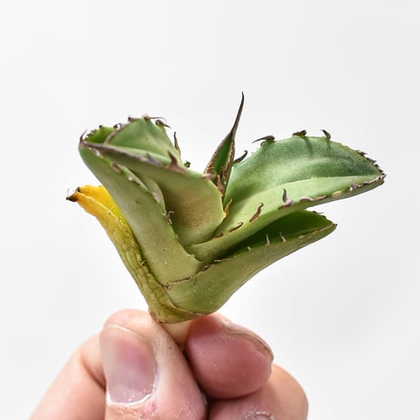 アガベ チタノタ "白犀牛" 【台湾 dragon agave産/TC子株/抜き苗】B