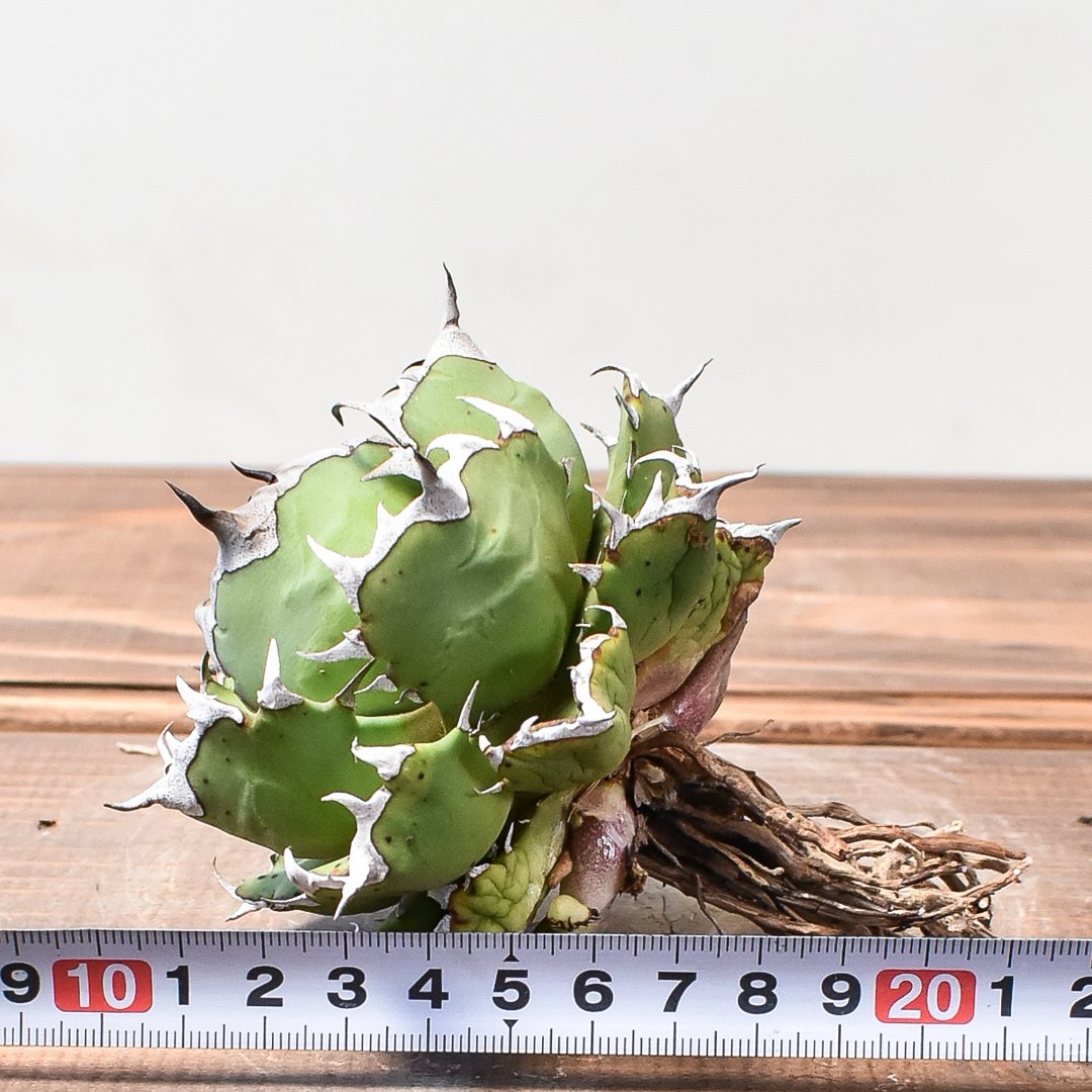 王冠竜11号大株