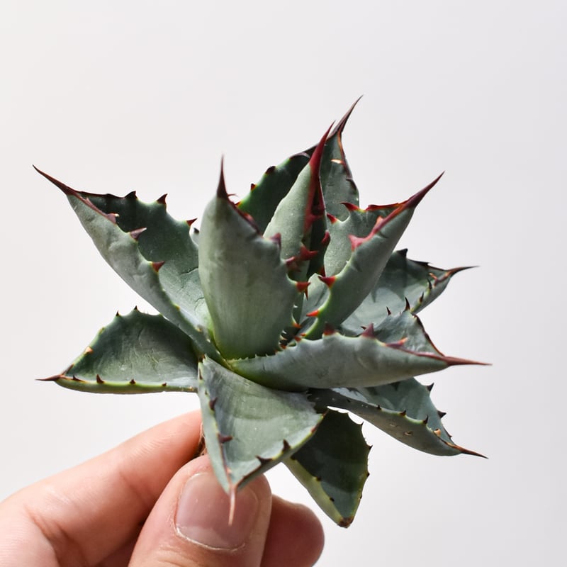 12日まで値引きパライシ　パラサナ✖️イシスメンシス アガベ ハイブリット 曙光 ×（パラサナ、イシスメンシス）【台湾