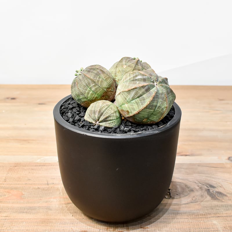 ユーフォルビア オベサ 