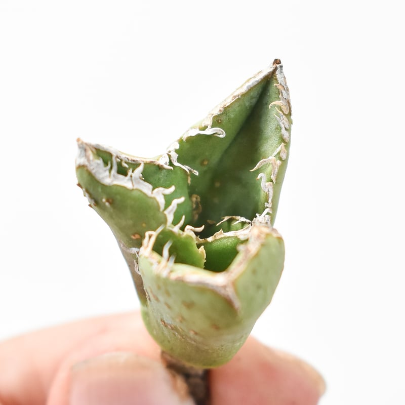 Berlin \"麻花龍\" 子株　発根済み Berlin 