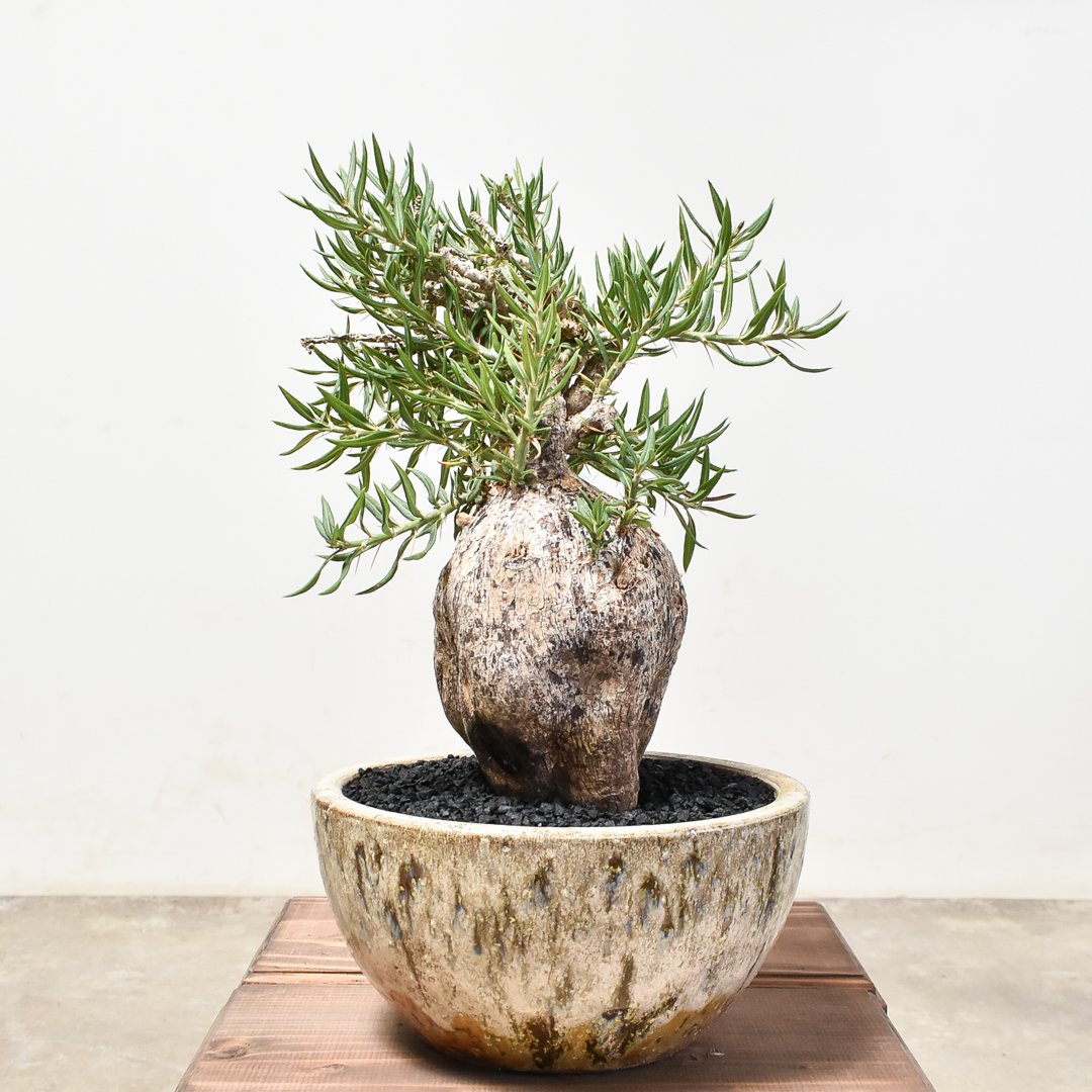 パキポディウム ビスピノーサム 