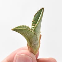 アガべ チタノタ  "大黄蜂" 【台湾 dragon agave産/TC子株/抜き苗】1 DG2402268