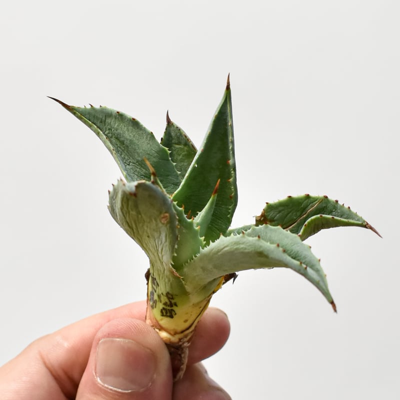 アガベ ハイブリット 