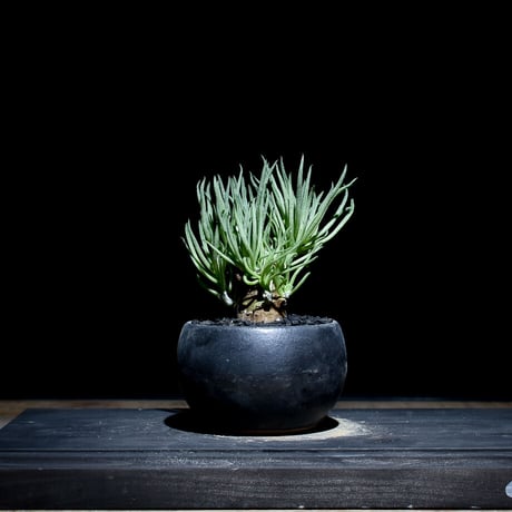 CATEGORY ペアルソニー | RAFLUM / ラフラム｜東京、大阪の塊根植物