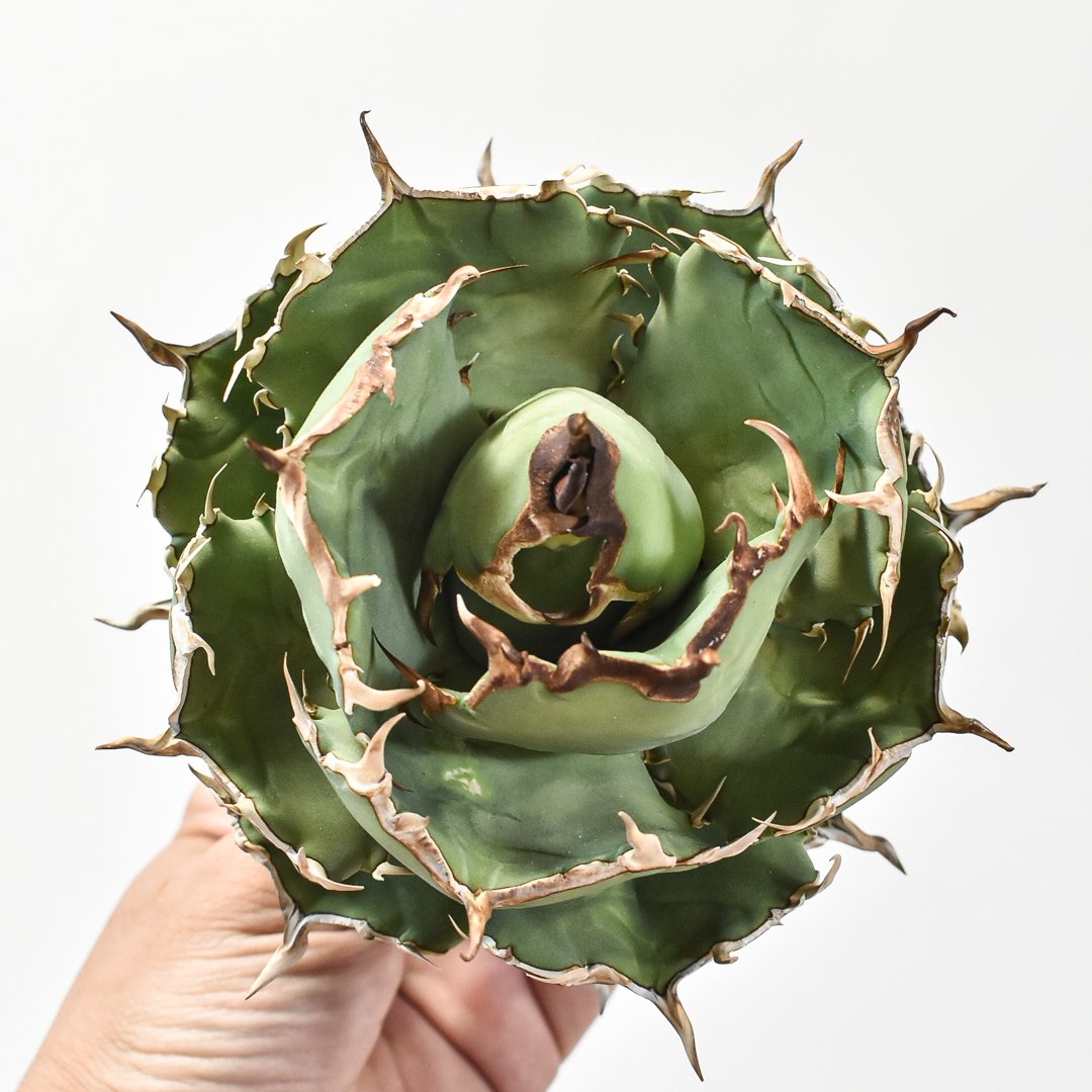 アガベ チタノタ 猫耳鷹 梟 超デブ 海豹 特選株