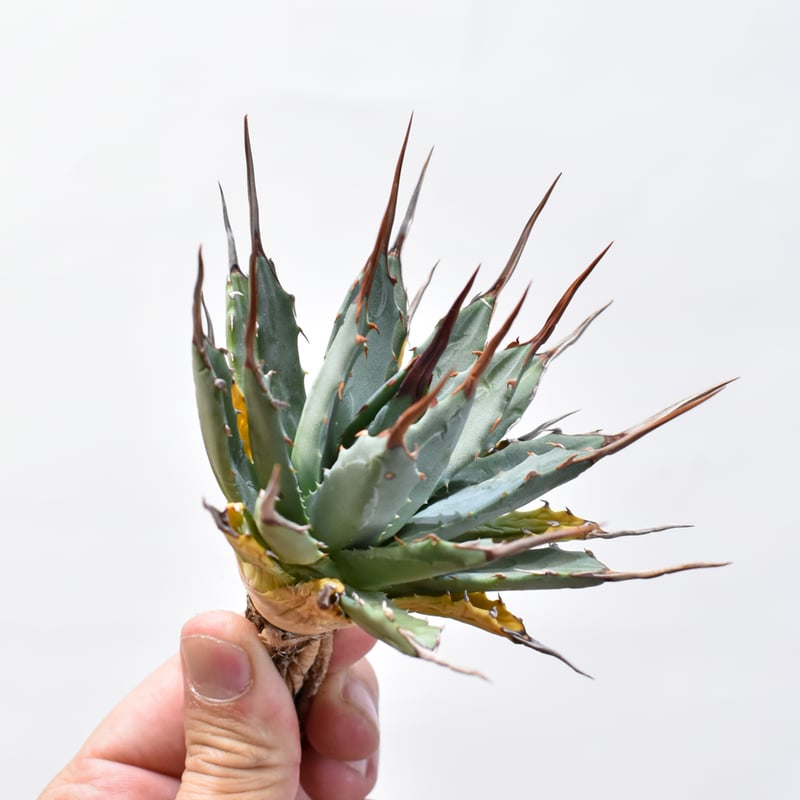 アガベ Dennis hybrid 妖炎×甲妖 【台湾DENNIS産/抜き苗/子株】A09 D