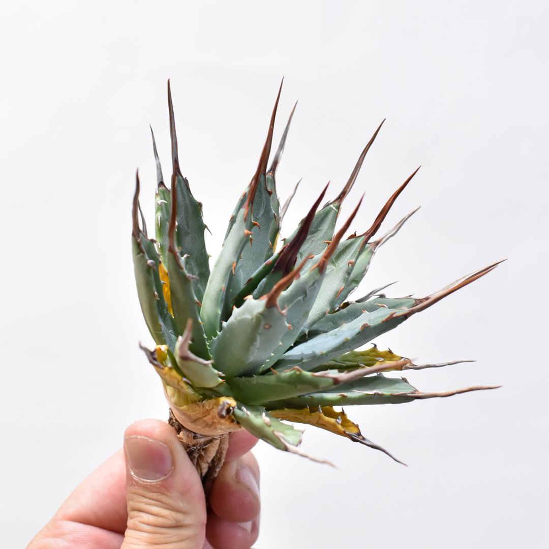 親株出品　アガベ　hybrid 木刺×妖炎　Dennis デニスタグ有　抜き苗 アガベ Dennis hybrid 妖炎×甲妖 【台湾DENNIS産/抜き苗/子株】A09 D