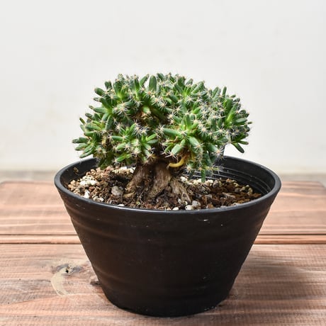 CATEGORY トリコディアデマ | RAFLUM / ラフラム｜東京、大阪の