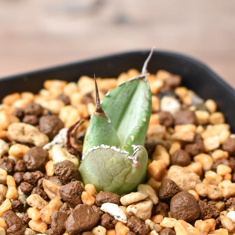 アガベ 　雪豹　子株 DRAGON AGAVE】アガベ 雪豹 EC25 – TaiShoDo ONLINE SHOP