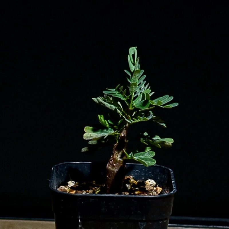 【注目！】センナ メリディオナリス 現品 園芸ネット本店｜センナ：メリディオナリス 3号23-02 の通販【公式】