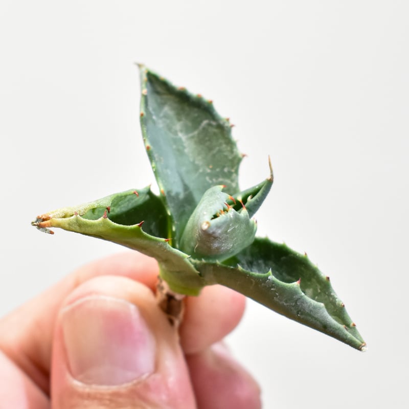 ユタエンシス エボリスピナ×(ポタトラム