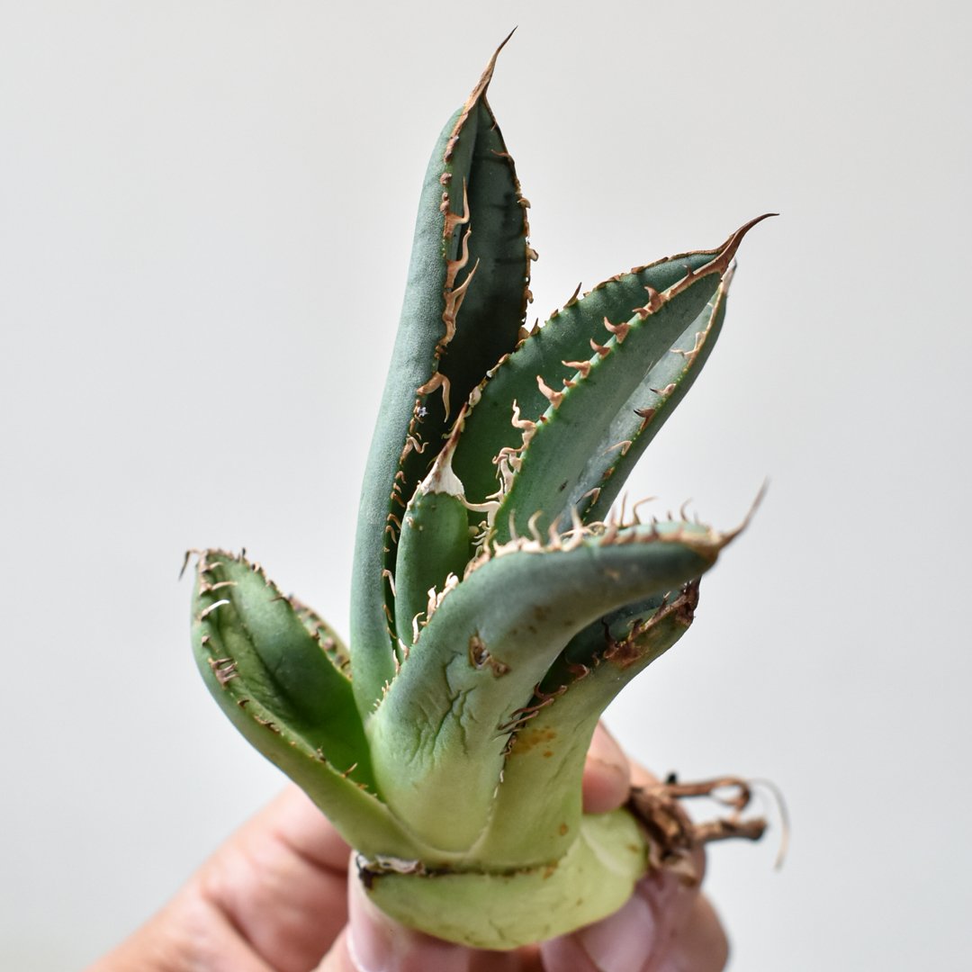 アガベチタノタ　麻花　ドラゴンアガベ　DRAGON AGAVE 大正堂購入 RAFLUM特選】アガベ チタノタ 