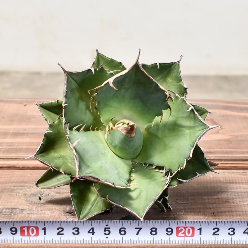 アガベ チタノタ 