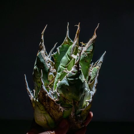 アガベ オアハカ "オテロイ" （オアハカ産/抜き苗販売）type F