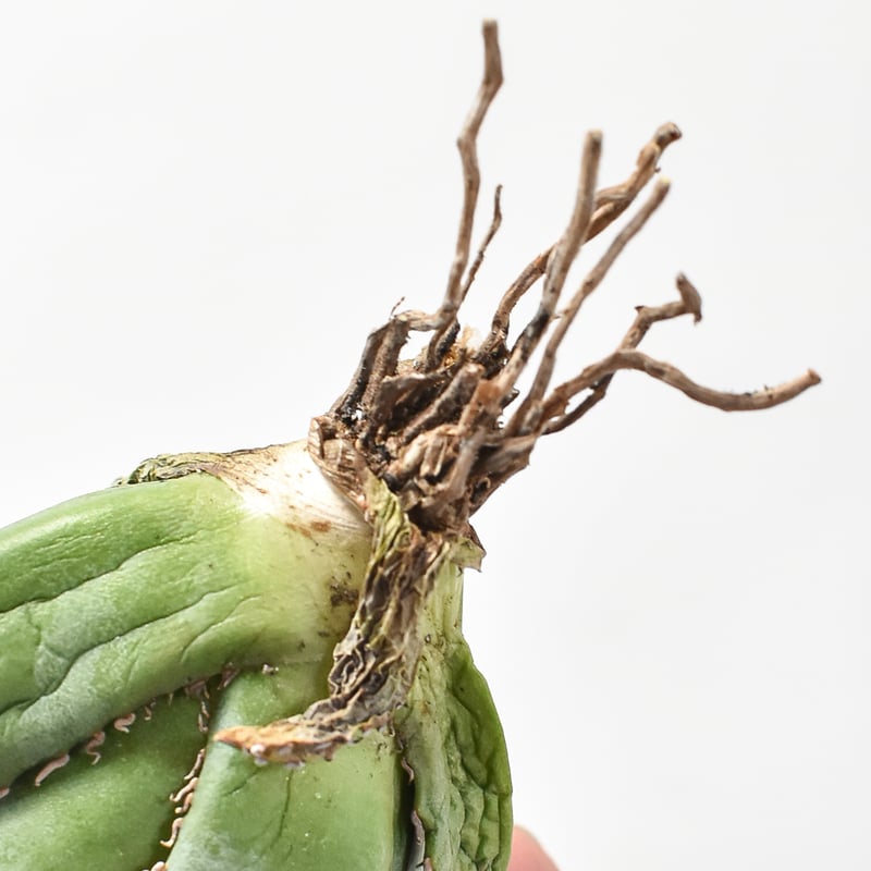 アガベ チタノタ 