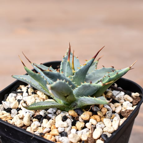 アガベ ハイブリット "特選血雷×象牙妖炎" (血斑無し個体)【台湾botanical_seeker産/選抜株】RF25011811