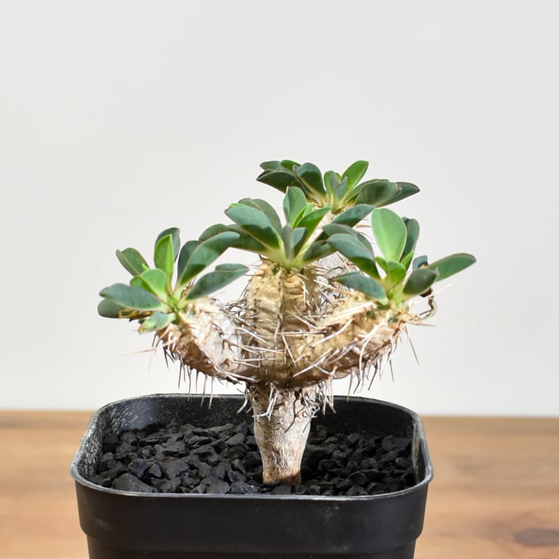 ユーフォルビア・ギラウミニアナ 【実生】RFHK25011167 | RAFLUM / ラフ