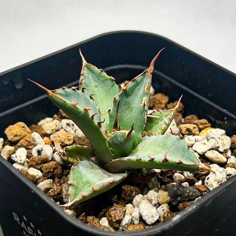 Dennis hybrid 黑帝斯x妖炎 /ハデス×エボリスピナ 【台湾DENNIS産】RFD