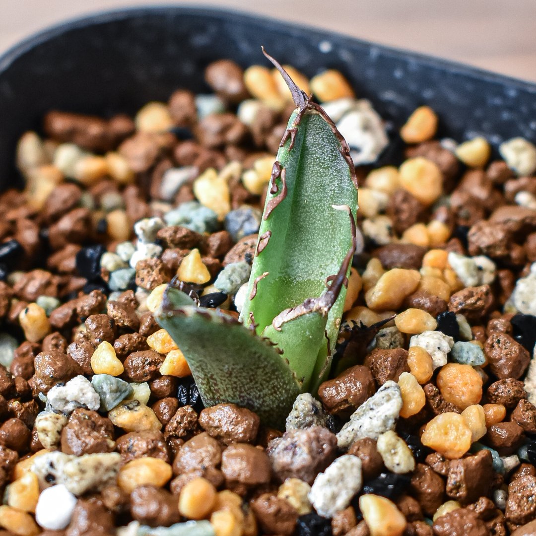 アガベ 親株出品 ドラゴンアガベ 黒犀牛 大株 アガベ 親株出品 ドラゴンアガベ 黒犀牛 鉢ごと発送 極上血統 大