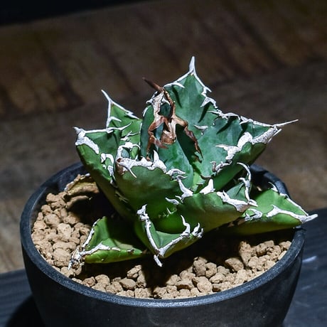 夕映巌竜 | STORES