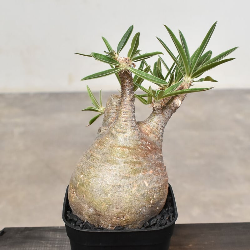 パキポディウム グラキリス (発根済み) RF230802 | RAFLUM / ラフラム｜