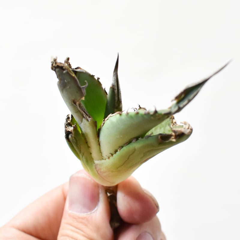 5CLAW】アガベ チタノタ 