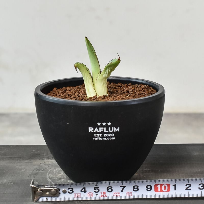 アガベ チタノタ 