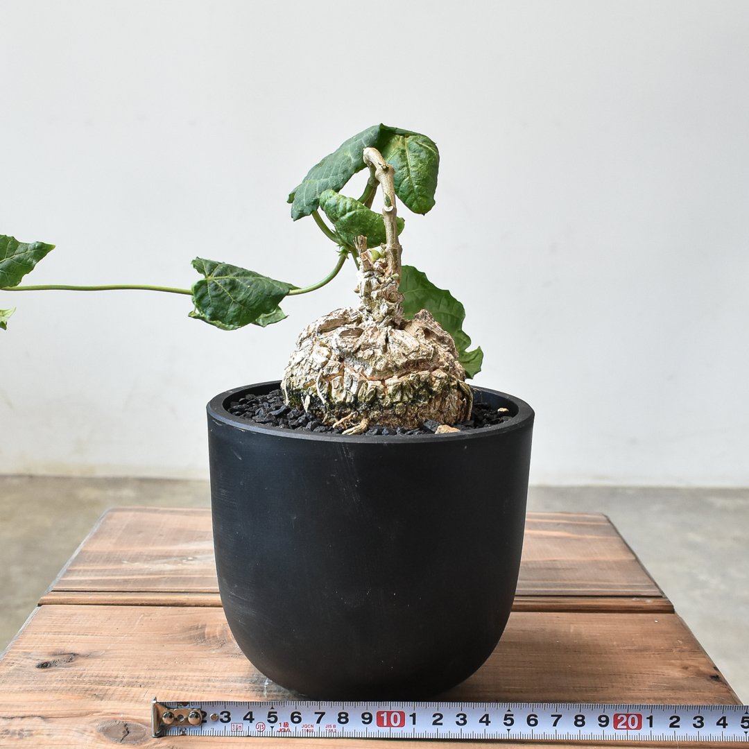 マテレア　シクロフィラ　種付き Matelea cyclophylla【マテレア・シクロフィラ】 | RIMO'S GREEN