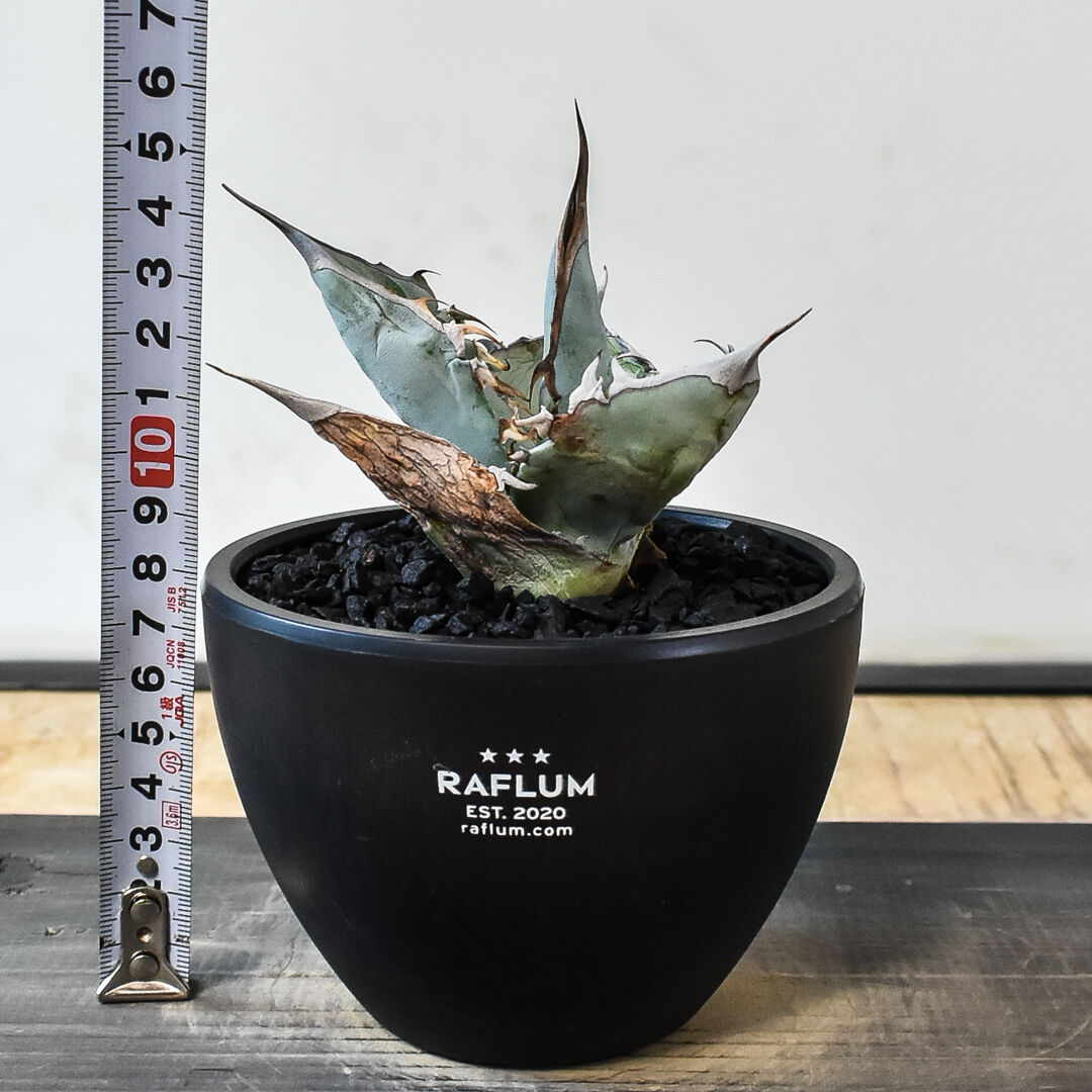 アガベ チタノタ ホワイトアイス （発根済み）RF231450 | RAFLUM