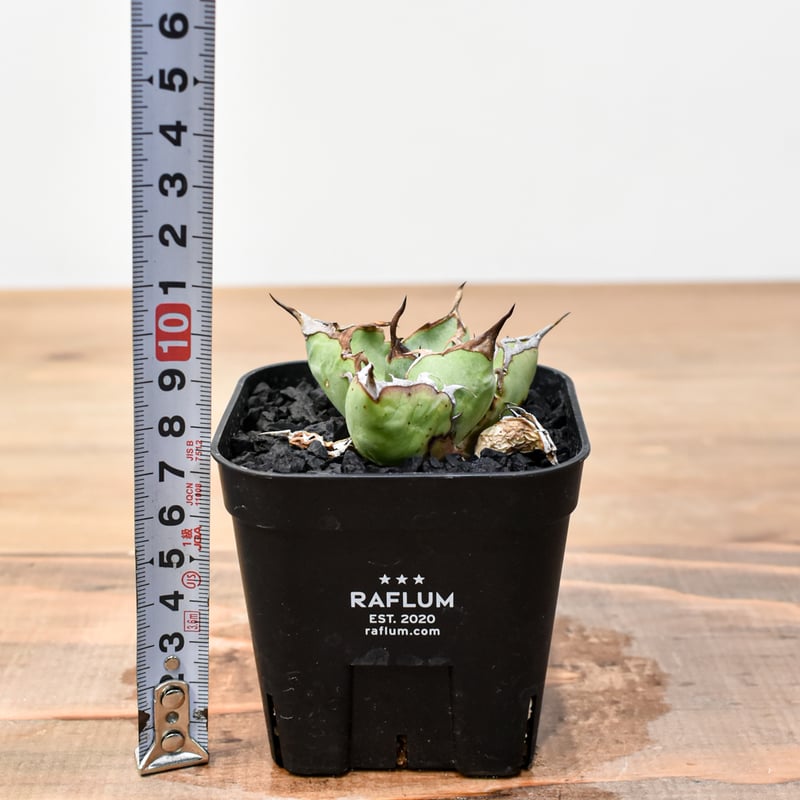 アガベ オテロイ アングリーハート 親株販売 RAFLUM育成株】アガベ チタノタ 